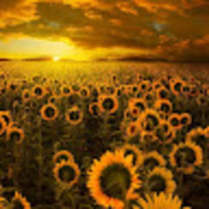 Meet your Posher, Linn